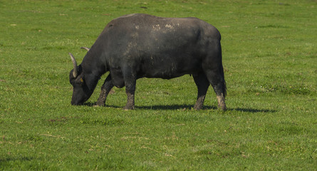 Water buffalo on the field