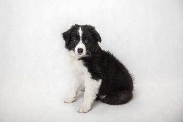 cute border collie puppy on white background sitting