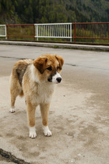 Dog walking on the street