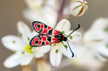 Fototapeta premium Day-flying Burnet Moth overview - Zygaena fausta
