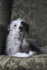 Cute little chinese crested dog resting on an armchair