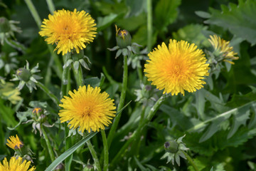 Dandelions in the spring meadow.