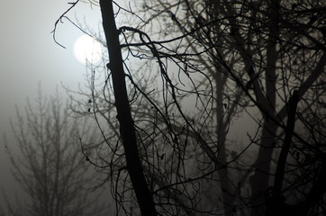 Misty Forest on a Cold Silent Morning