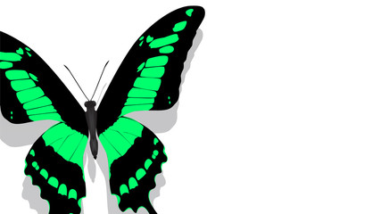 exotic butterfly with a green pattern on a white background