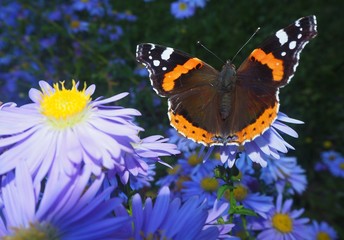 Schmetterling ruhend auf einer Herbstblume