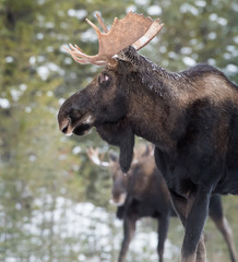 Moose in Jasper, Alberta
