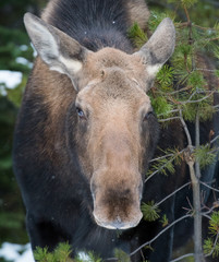 Fototapeta premium Moose in Jasper, Alberta