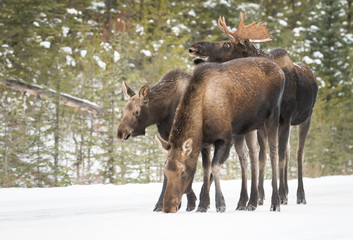 Fototapeta premium Moose in Jasper, Alberta