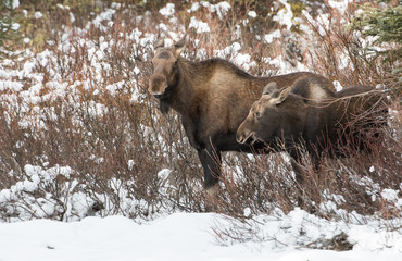 Moose in Jasper, Alberta
