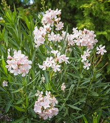 Nice oleander in the garden