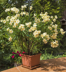 Nice oleander in the garden