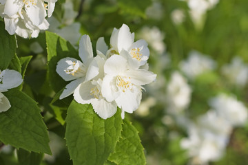Fragrant white flowers of sweet mock-orange (Philadelphus coronarius). Philadelphus coronarius (sweet mock-orange, English dogwood) is a species of flowering plant in the family Hydrangaceae.