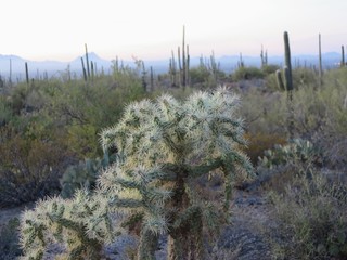 Saguaro National Park, Tucson, Arizona