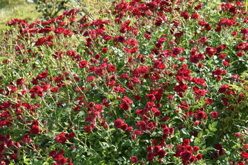 red, field, flower, nature, flowers, poppy, garden, spring, plant, green, summer, blossom, poppies, meadow, leaf, tulip, grass, bloom, colorful, landscape, flora, floral, rural, color, autumn