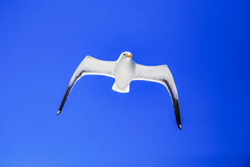 Gaviota