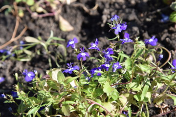 flower, nature, purple, spring, plant, flowers, green, violet, blue, garden, bloom, blossom, flora, summer, petal, grass, wild, meadow, beauty, field, leaf, season, crocus, forest, color