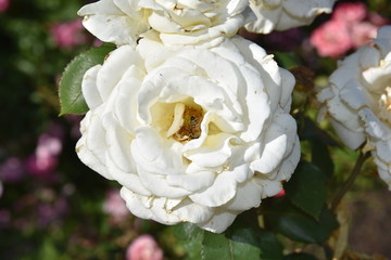 rose, flower, white, pink, garden, nature, bouquet, plant, wedding, green, roses, flowers, bloom, beauty, blossom, love, spring, flora, petal, floral, summer, peony, petals, single, blooming