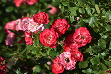 rose, flower, red, pink, bouquet, nature, flowers, roses, garden, blossom, love, floral, green, beauty, plant, bloom, petal, wedding, leaf, bunch, flora, color, gift, summer, white