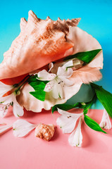 Peruvian lily of white color. seashell. background of two colors