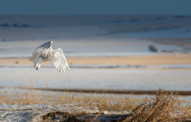 Snowy Owl