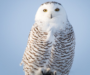 Snowy Owl