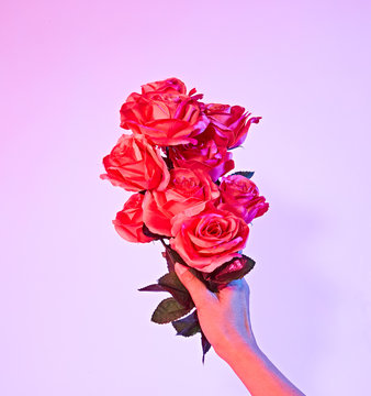 Roses in Pink