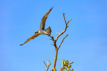 Osprey (Pandion haliaetus) starts to fly, Sanibel Island, Florida, USA