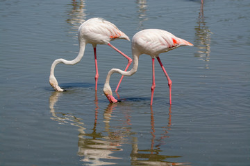 Wild birds big pink flamingo in national park, Provence, France