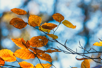 Colorful autumn leaves with blue sky in the background