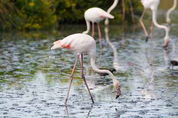 Fototapeta na wymiar Wild birds big pink flamingo in national park, Provence, France