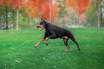 Black doberman pinscher runs on green grass