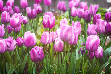 Purple tulips mass planting