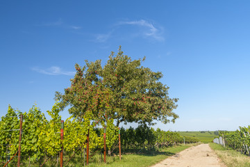 Apfelbaum (Malus domestica) iim Wingert