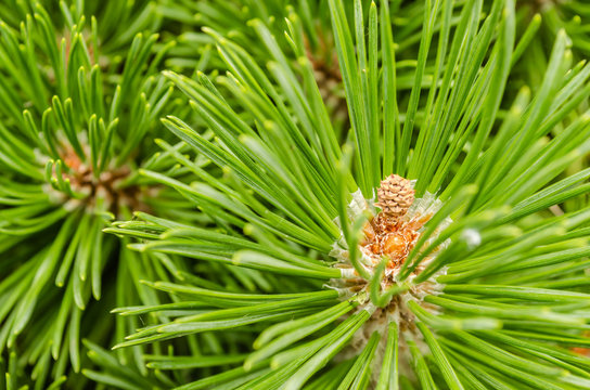Young green twig of pine