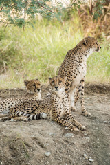 Fototapeta na wymiar Cheetah family
