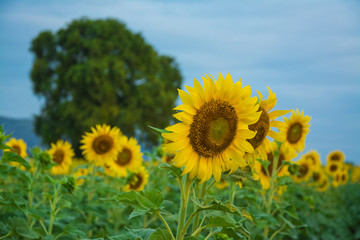 field of bloooming  , landscape of Sunflower Farm