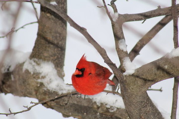 cardinal in the snow