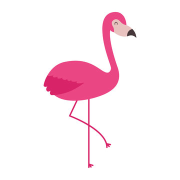 pink flamingo bird exotic image vector illustration