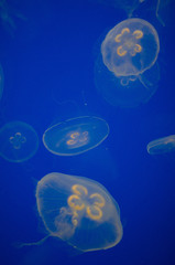 jellyfish blue white