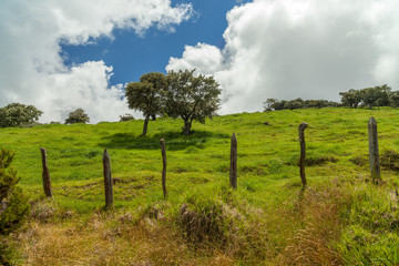 Fototapeta na wymiar Lush green pasture with old barb wire fence on Reunion Island