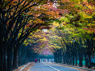 Autumn Morning at Incheon Grand Park