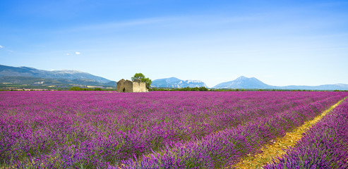 Naklejka na ściany i meble Lavender flowers blooming field, old house and tree. Provence, France
