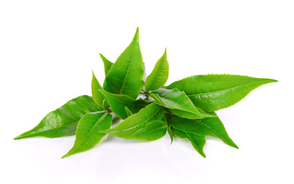 green tea leaf on white background