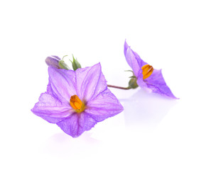 Obraz na płótnie Canvas Eggplant plant with purple flower on white background