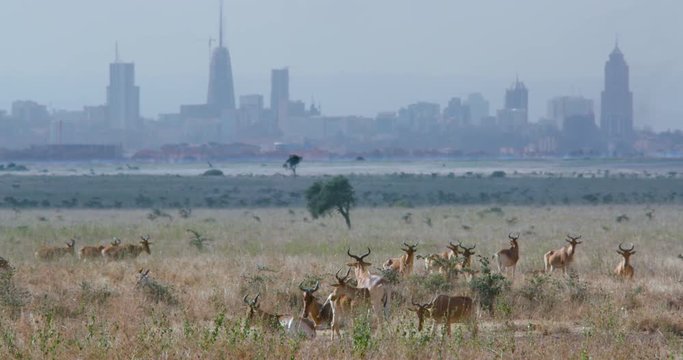 Herd Of Hartebeest & Nairobi City; National Park And Streets; Nairobi, Kenya, Africa