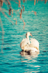 swan swimming in the lake with blue backgrounds