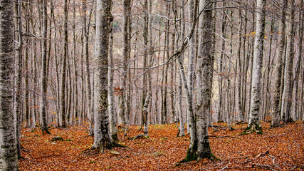 Fototapeta premium Aspen tree trunks with fallen leafs on the ground