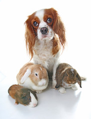 Animals together. Real pet friends. Rabbit dog guinea pig animal friendship. Pets loves each other. Cute lovely cavalier king charles spaniel puppy cavy lop photo. Isolated white background. Love