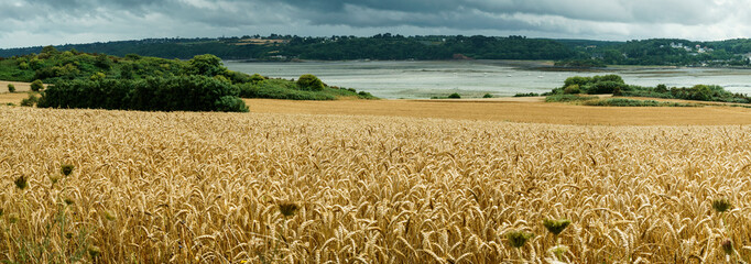 Panoramic view of a golden field of wheat in Brittany