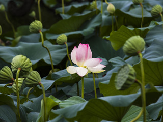 Dumulmeori Semiwon Lotus Festival